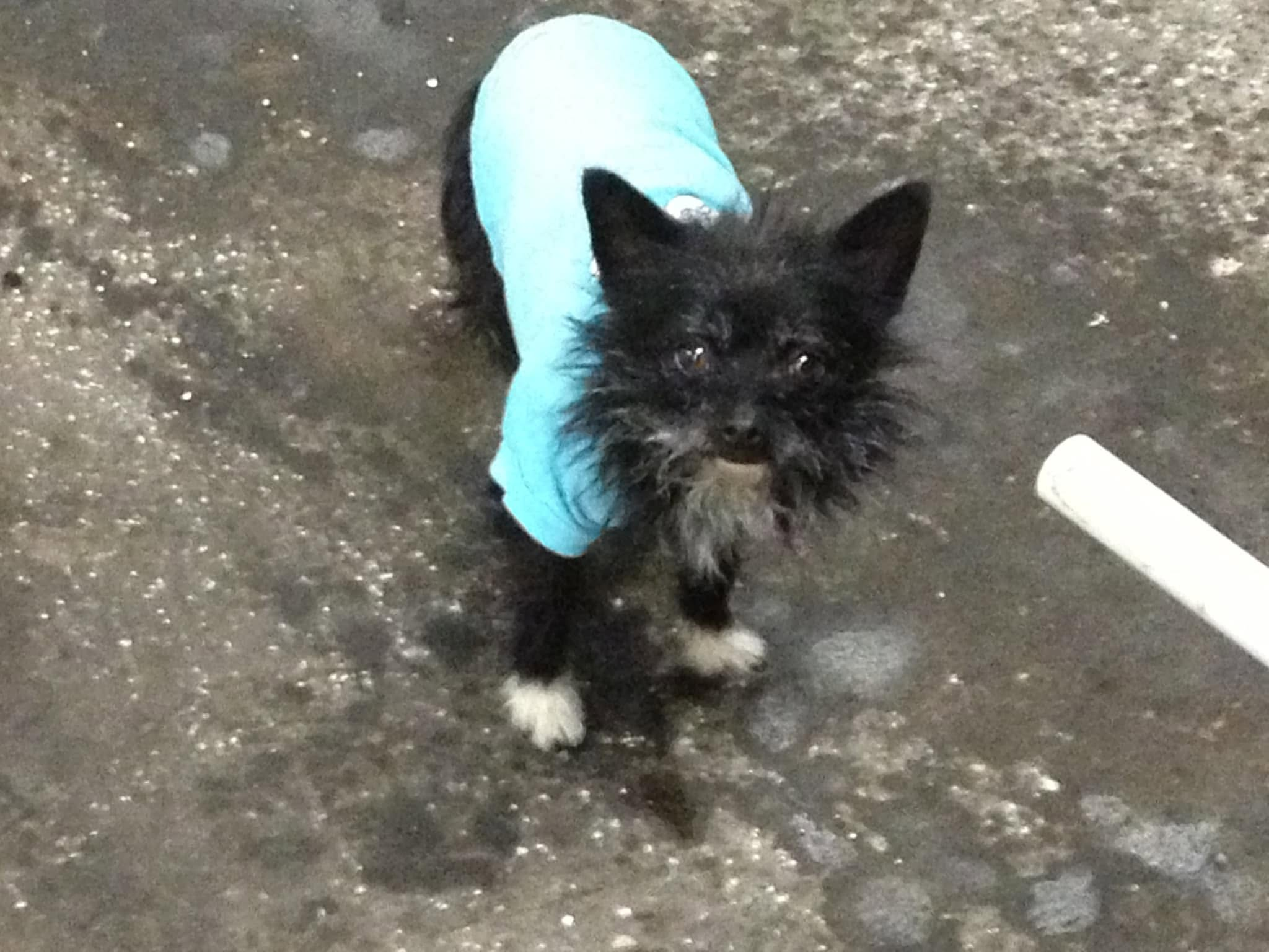 Ike as a young dog wearing a blue shirt